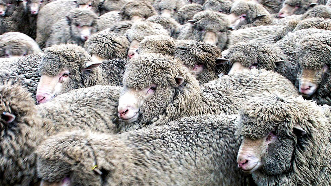 Ethical Sourcing